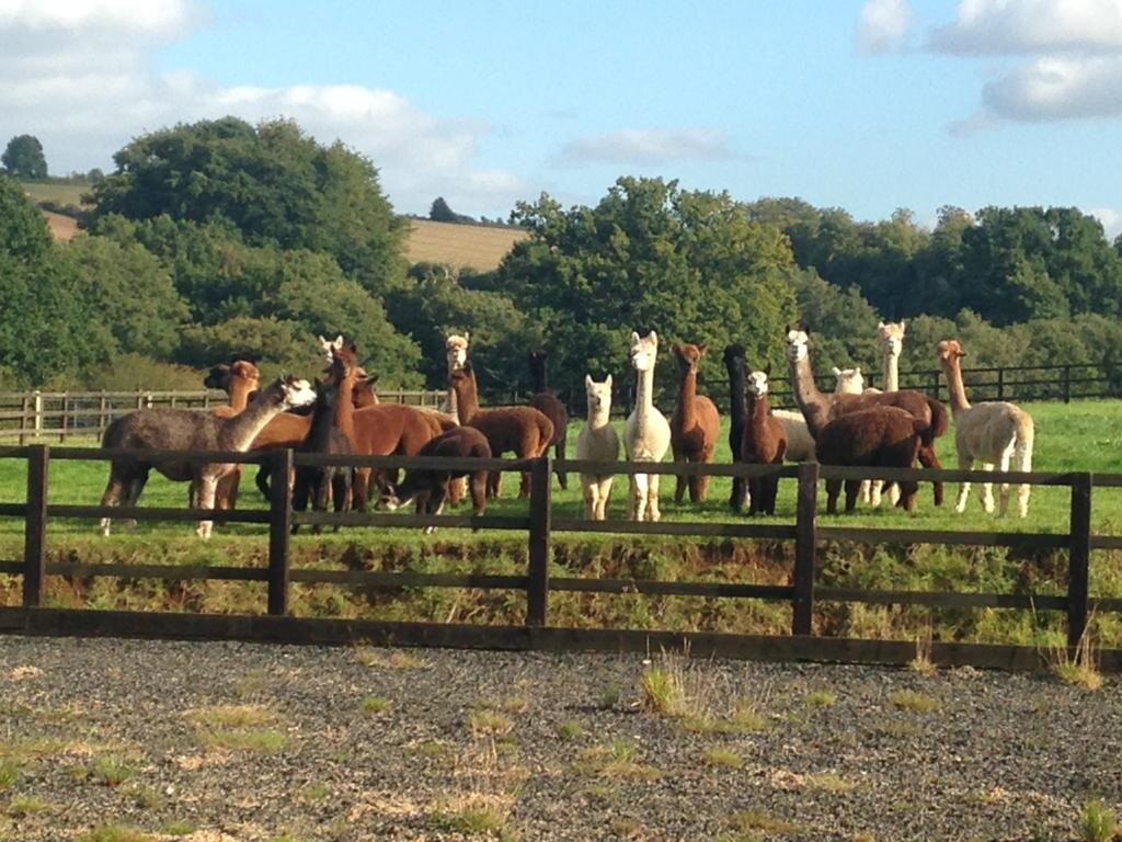 Cotswold Alpacas