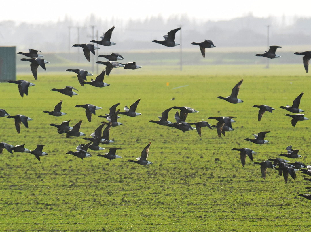 Wallasea Island Wild Coast景点图片