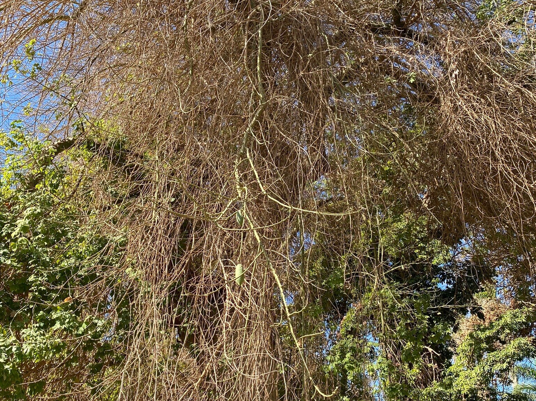 Kitchner's Island-亚斯文必去景点