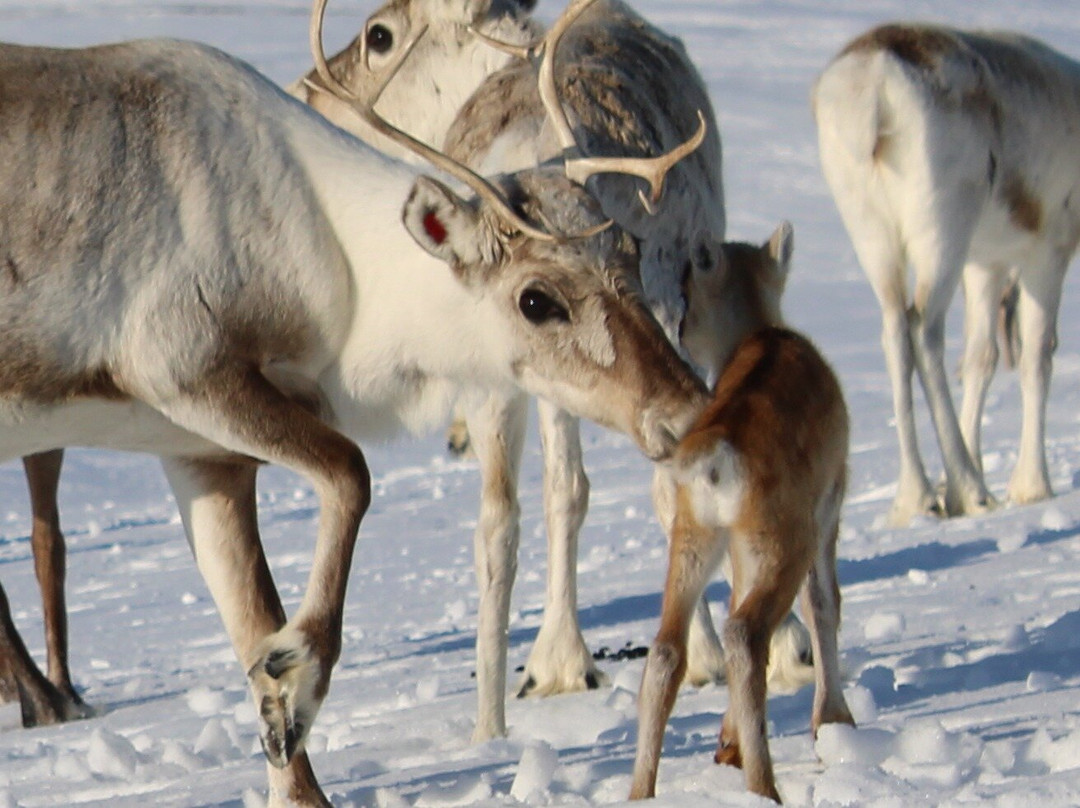 Áldu - Reindeer Adventures景点图片