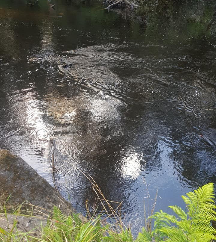 Fern Glade Reserve-伯尼必去景点