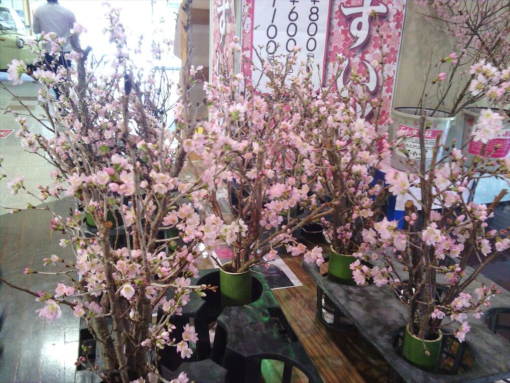 Kusamakuraonsen Tensui-玉名市必去景点