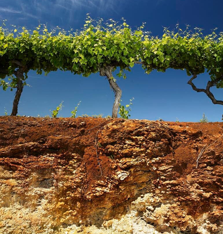 Hollick Estates-Coonawarra必去景点