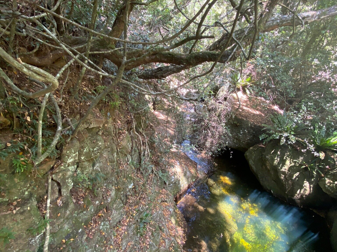 Minnamurra Rain Forest Centre景点图片
