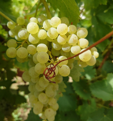 Vino Loire Wine Tours-图尔必去景点