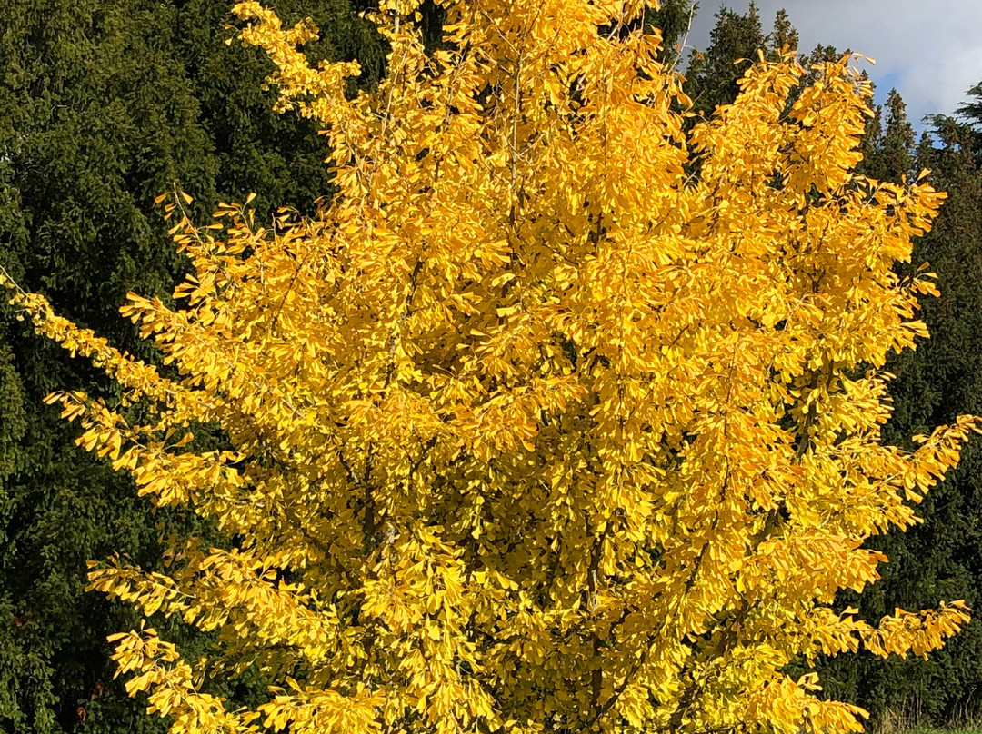 Arboretum de Versailles-Chevreloup景点图片