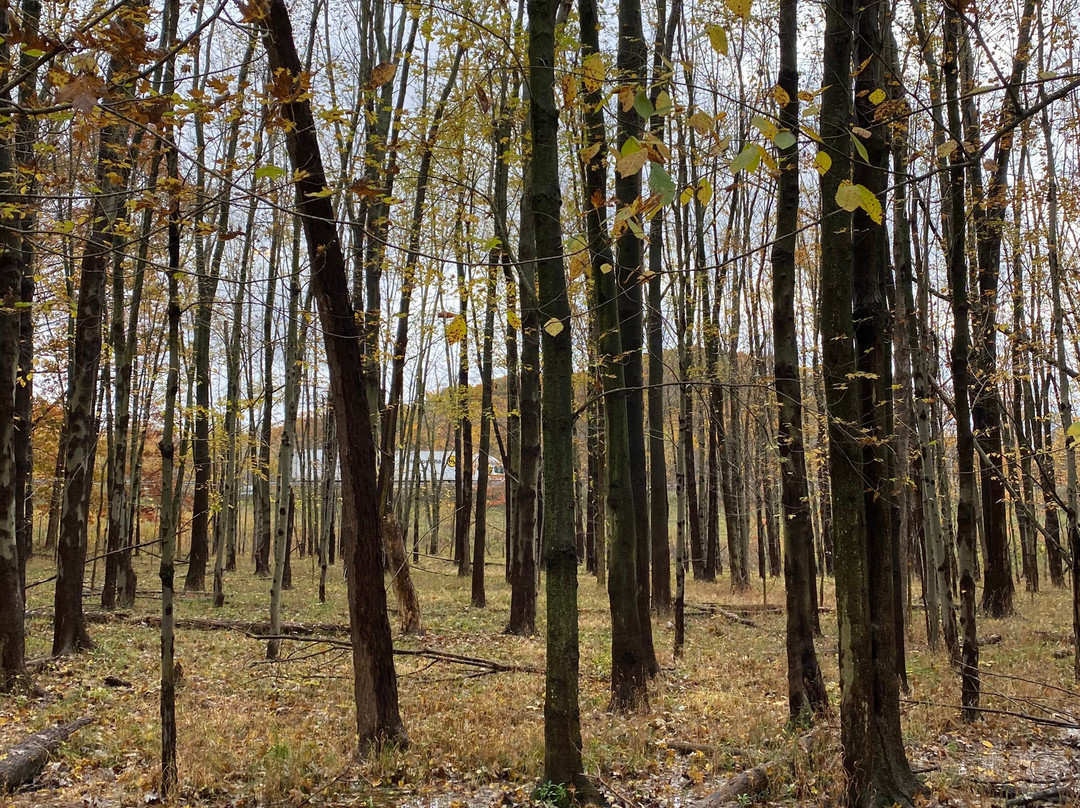 Gully Brook Park景点图片