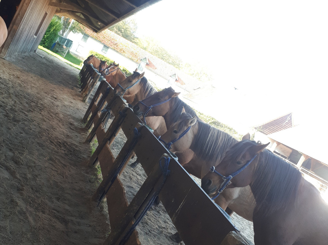 Espaces Equestres Henson景点图片