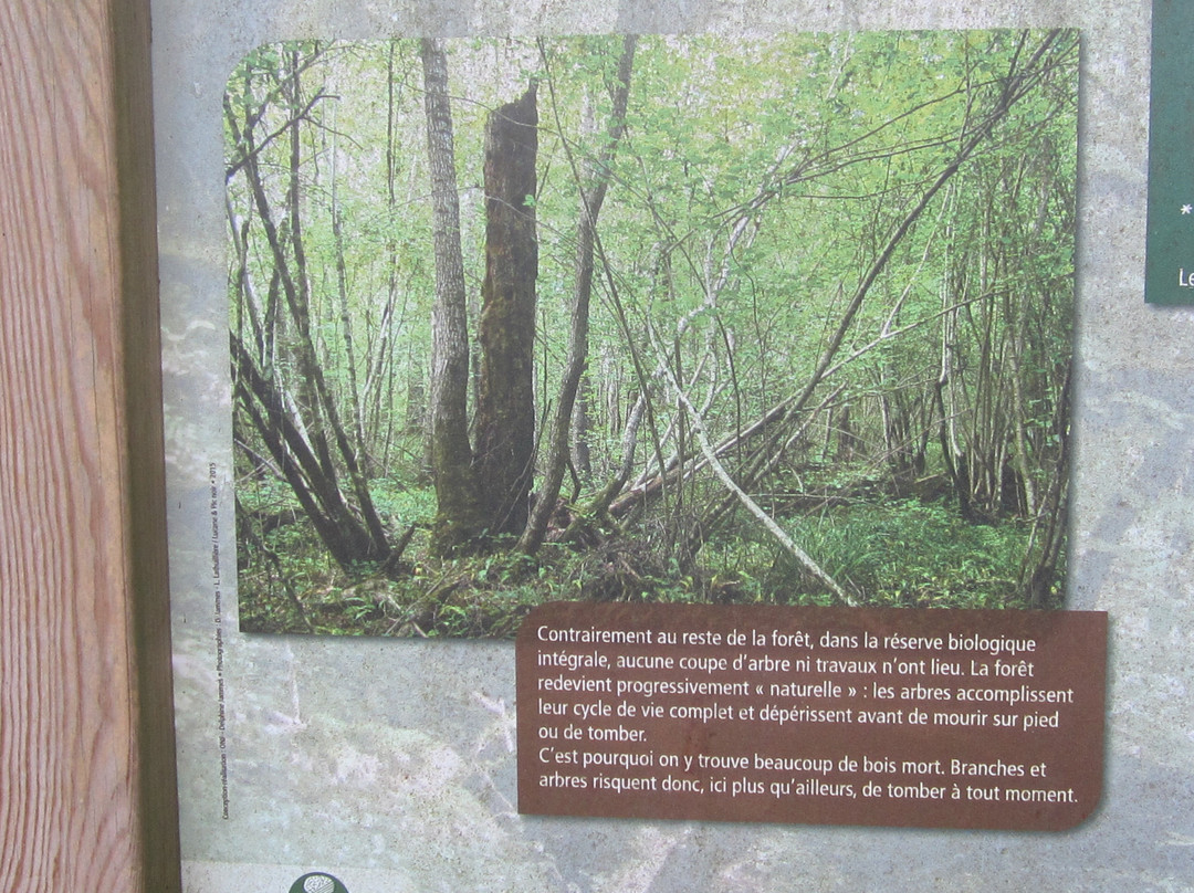 Forêt de Chinon景点图片