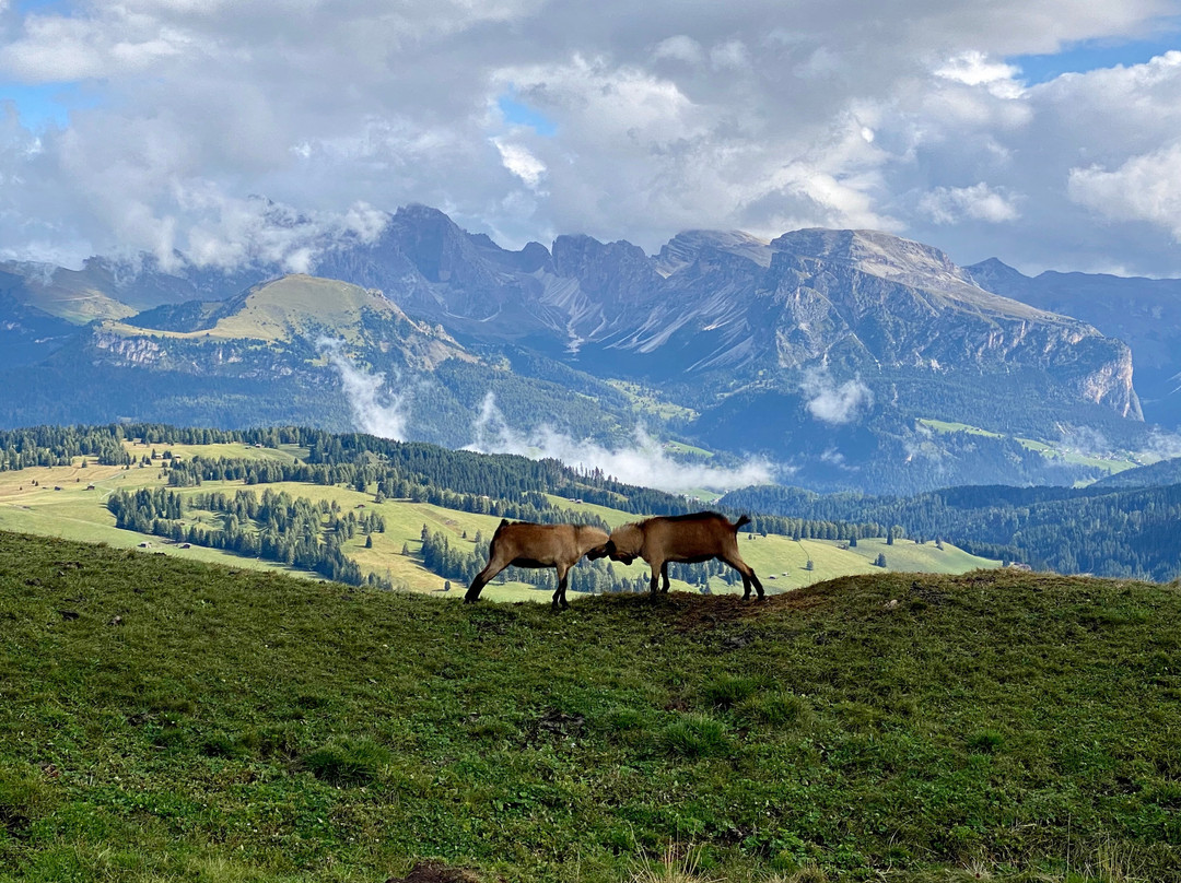 Goldknopf Alpine Lifestyle Hotel主图