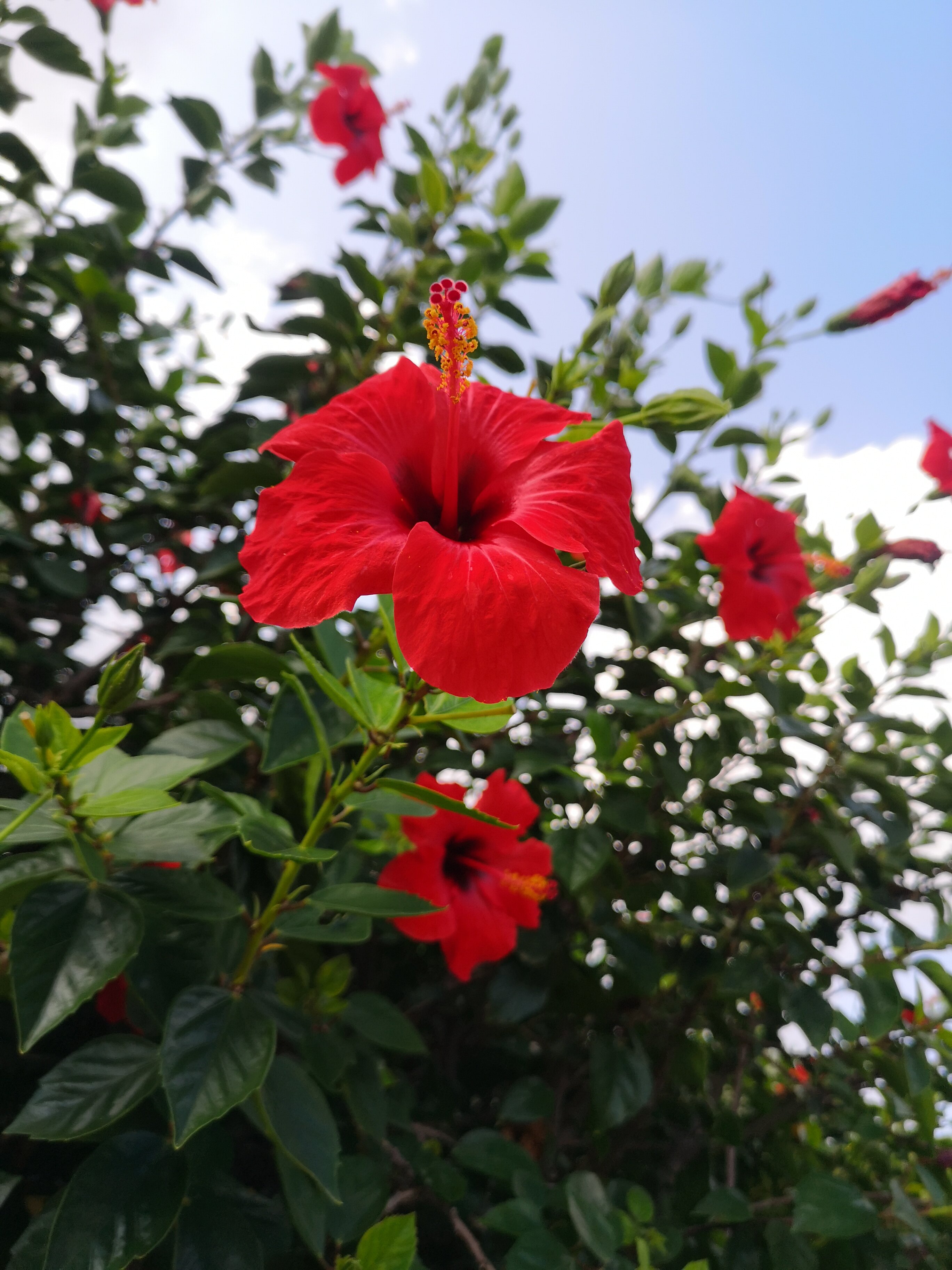 Oasis Beach Hotel-官方