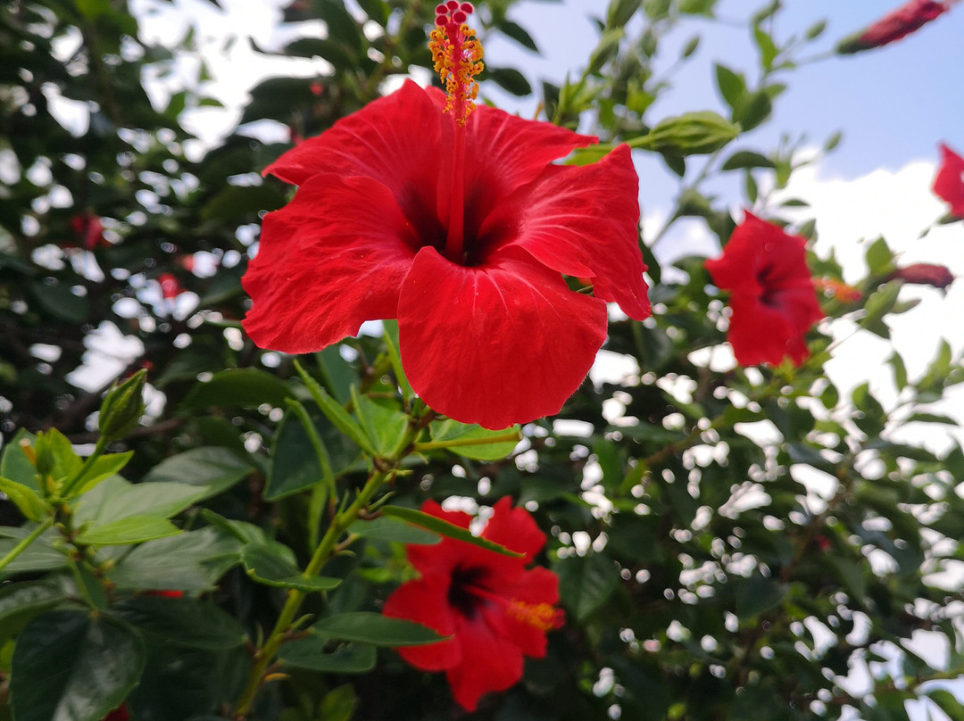 Oasis Beach Hotel主图