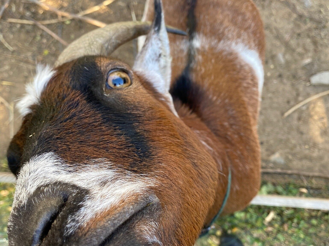 Lamacentrum Hady-布尔诺必去景点