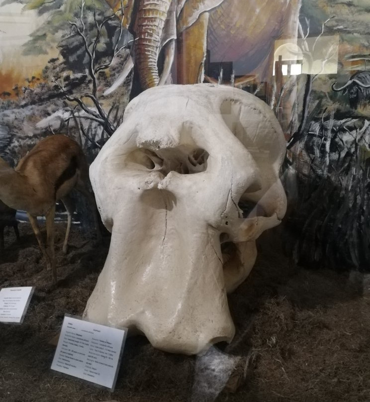 Old Boma Museum-阿鲁沙必去景点