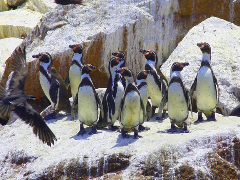 Lima Highlights Travel & Tours-利马必去景点