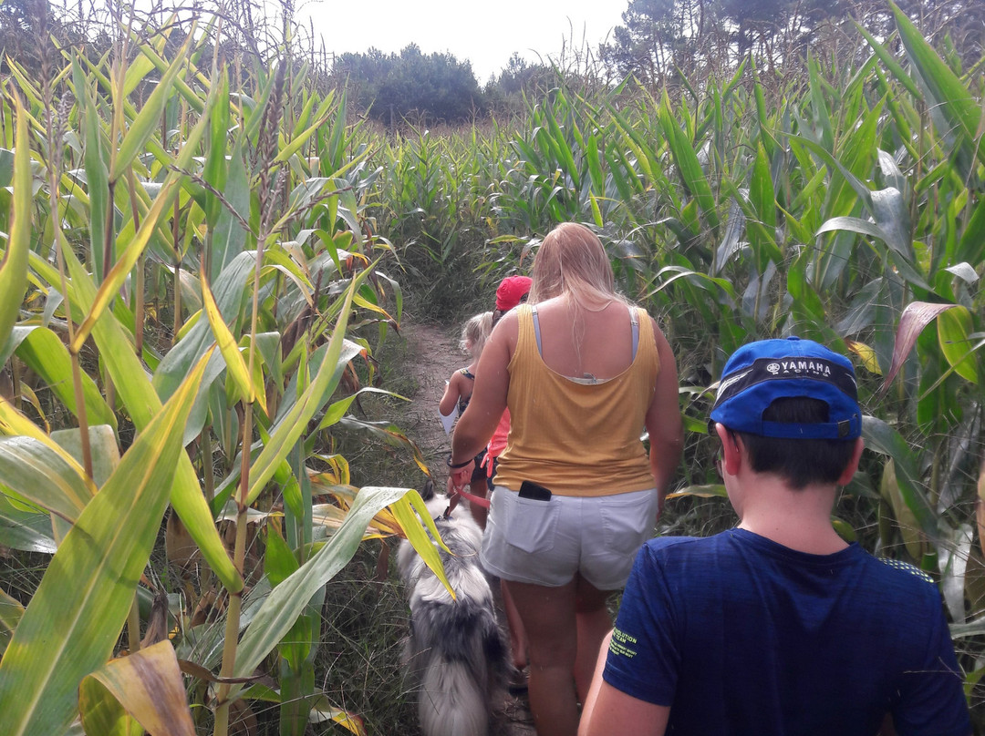 Corn Maze, Labyrinthe De Mais景点图片