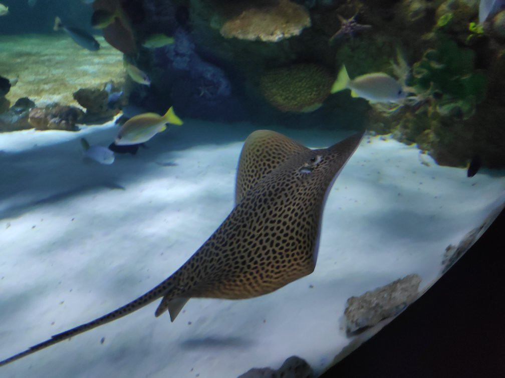 Israel Aquarium-耶路撒冷必去景点