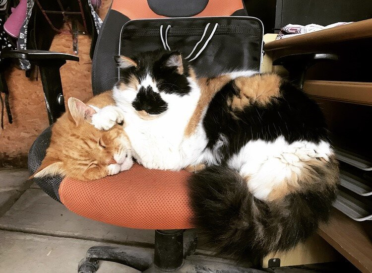 Aphrodite Hills Riding Club-库克利亚必去景点