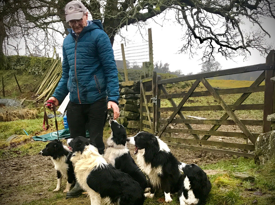 Lake District Sheepdog Experience景点图片
