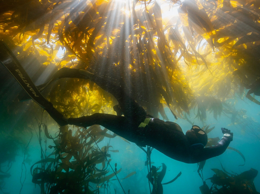 MBAY Freediving-蒙特雷必去景点