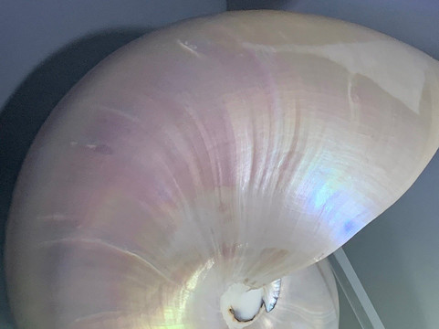 Musée de la Nacre - Gallet Nacres-Ile d'Aix必去景点