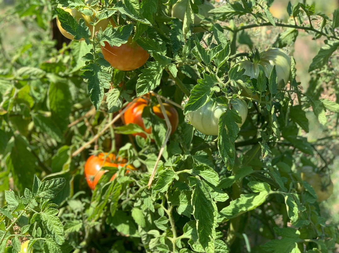 Cooking Classes In Provence at La Belugue-Beaumont-de-Pertuis必去景点