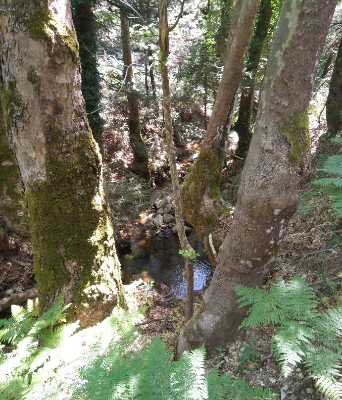 Forest Steni Evia-Steni Dirfyos必去景点