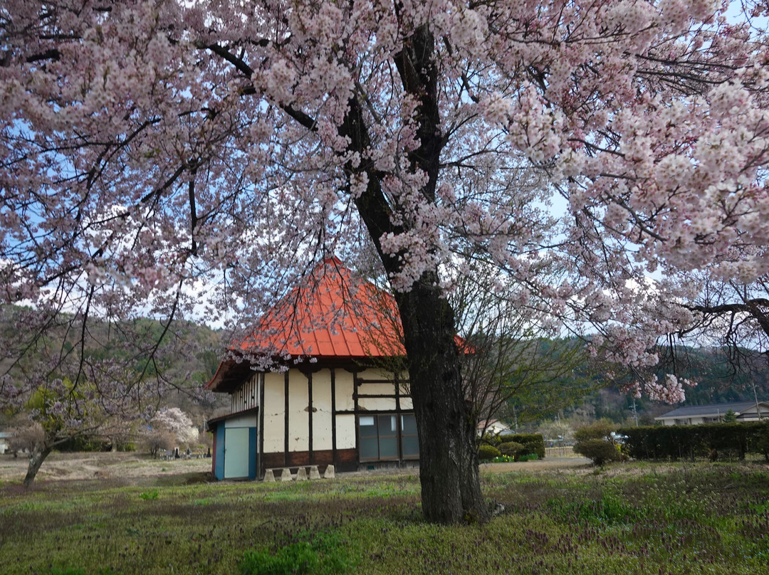 Shidarezakura of Tensho-ji Temple-沼田市必去景点