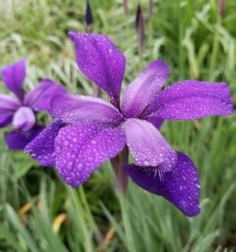 Smith Gardens-代顿必去景点