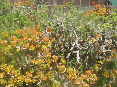 Heritage Center Of Pacific Grove-太平洋丛林镇必去景点