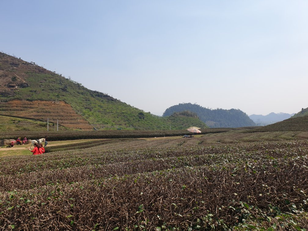 Moc Chau Tea Plantation-Moc Chau必去景点