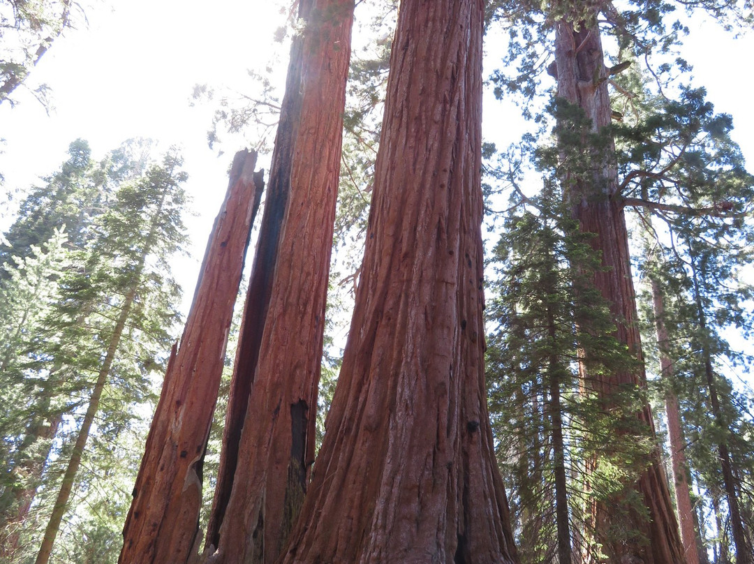 General Grant Tree Trail-红杉&国王峡谷国家公园必去景点