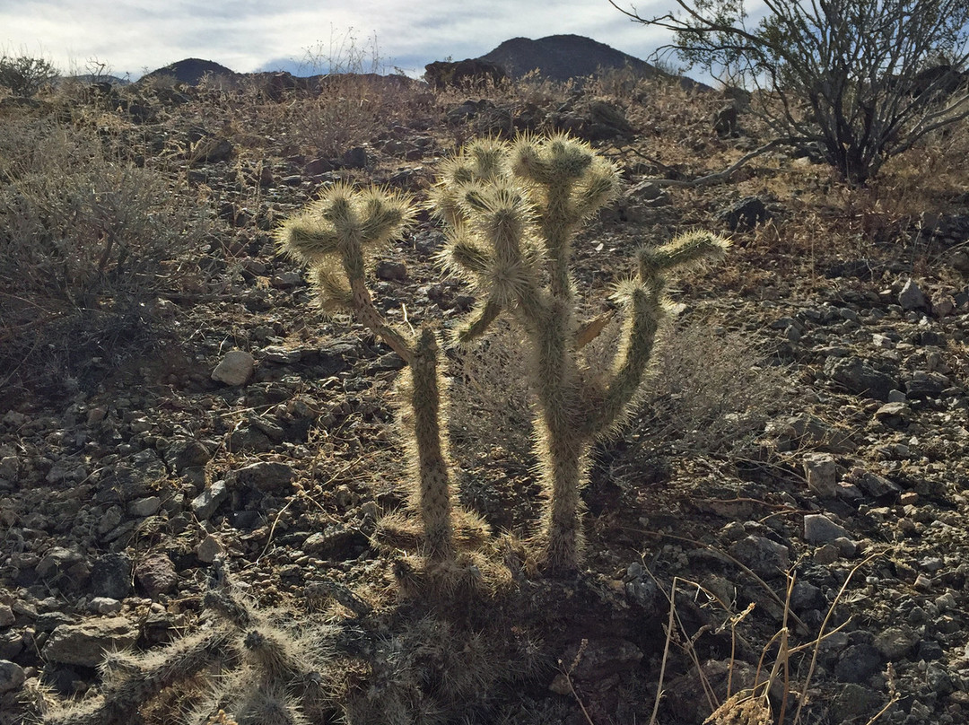49 Palms Canyon Trail-约书亚树国家公园必去景点