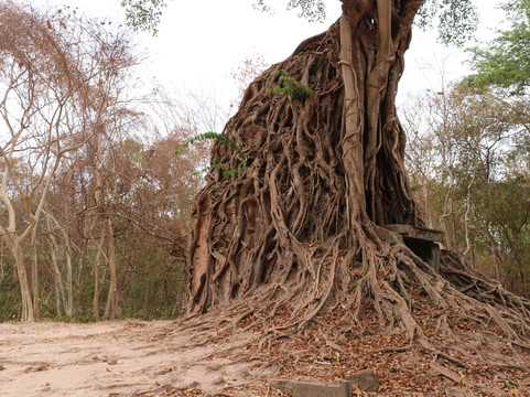 Daem Chrei Temple-磅同必去景点