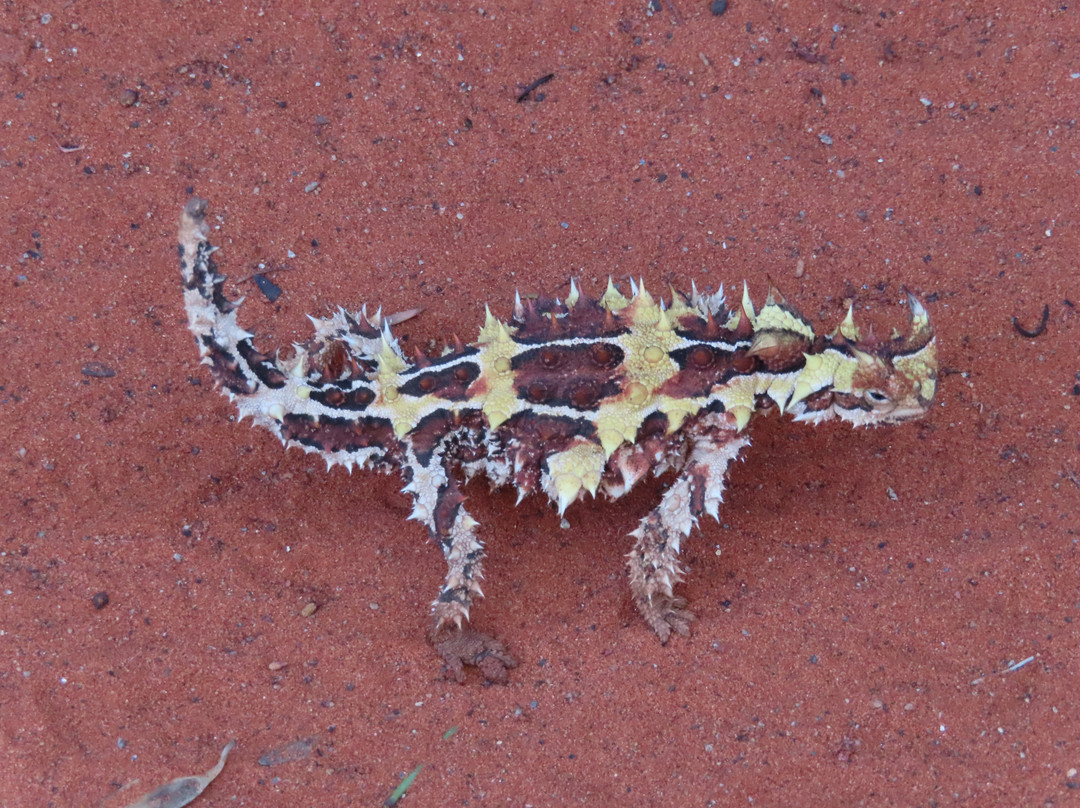 Alice Springs Reptile Centre-爱丽斯泉必去景点