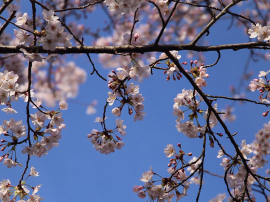 Ogonzan Mountain-广岛市必去景点