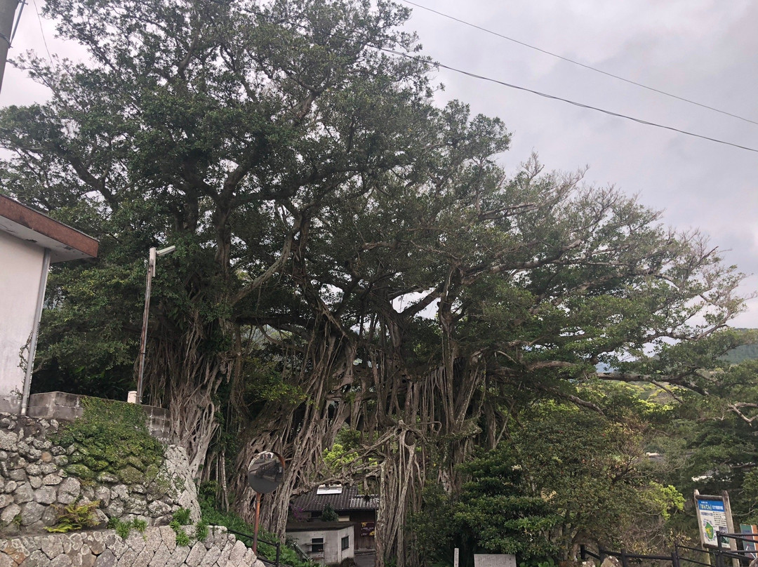 Nakama Gajumaru-屋久岛町必去景点