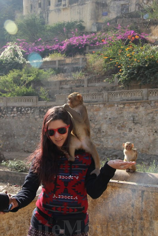 Galtaji Temple-斋蒲尔必去景点