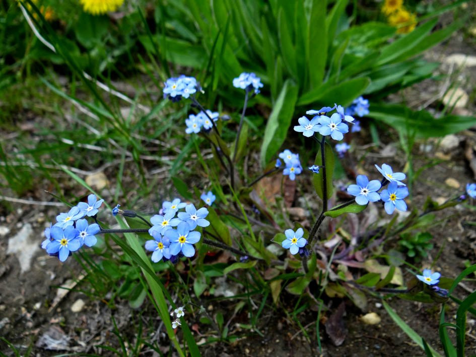 Blue River Black Spruce Provincial Park-Blue River必去景点