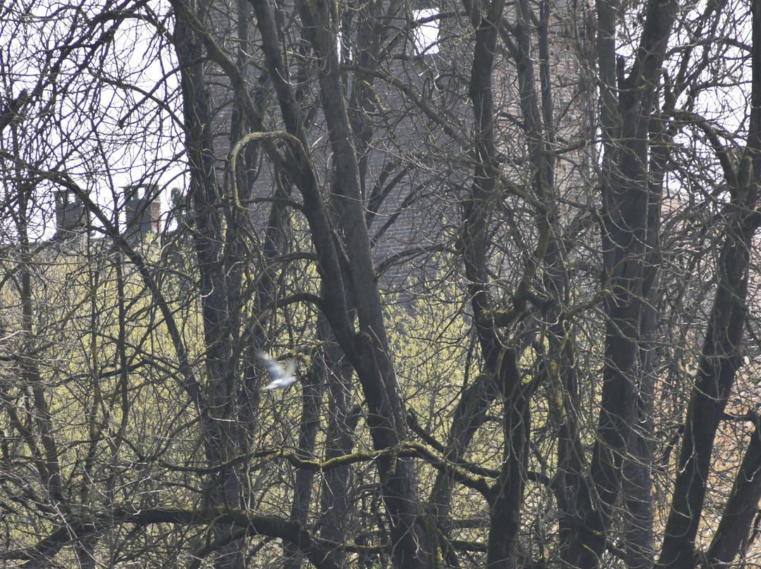 Castello di Olevano di Lomellina-Olevano di Lomellina必去景点