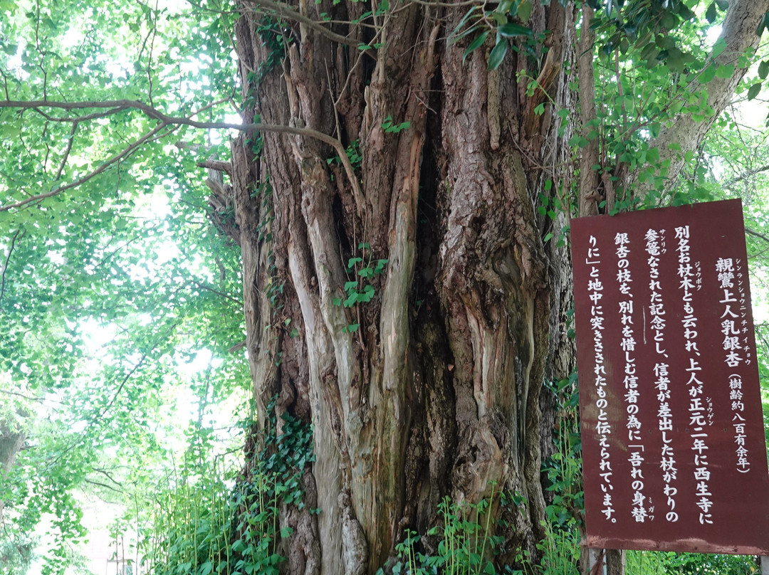 Saishoji Temple景点图片