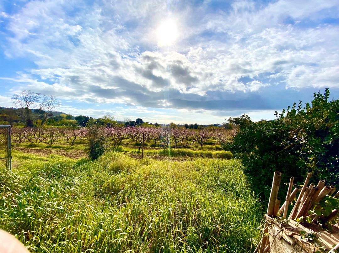 Mas Molla Des de 1338-Calonge必去景点