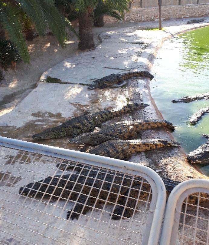 The Crocodile Farm景点图片