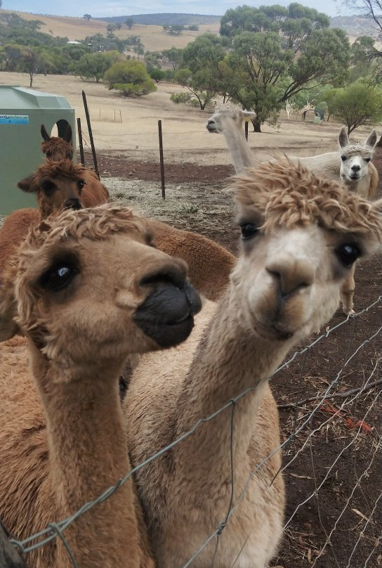 Pecan Hill B & B主图