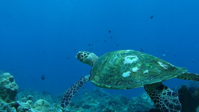 珊瑚景别墅酒店主图