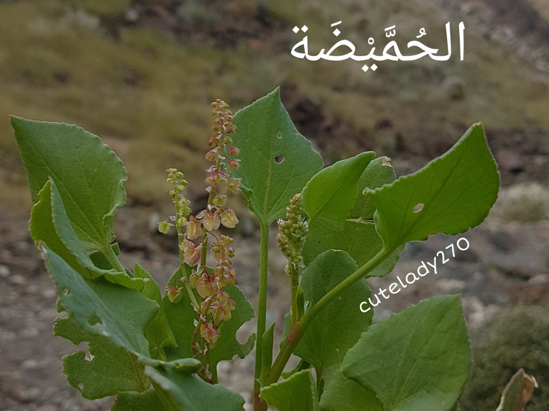 Mutrah Geotrek-马斯喀特必去景点