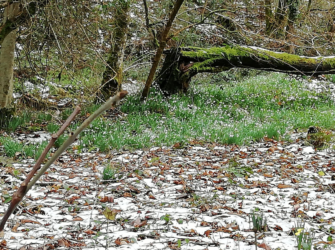 Snowdrop Valley-Wheddon Cross必去景点