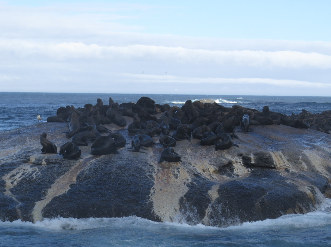 Duiker Island景点图片