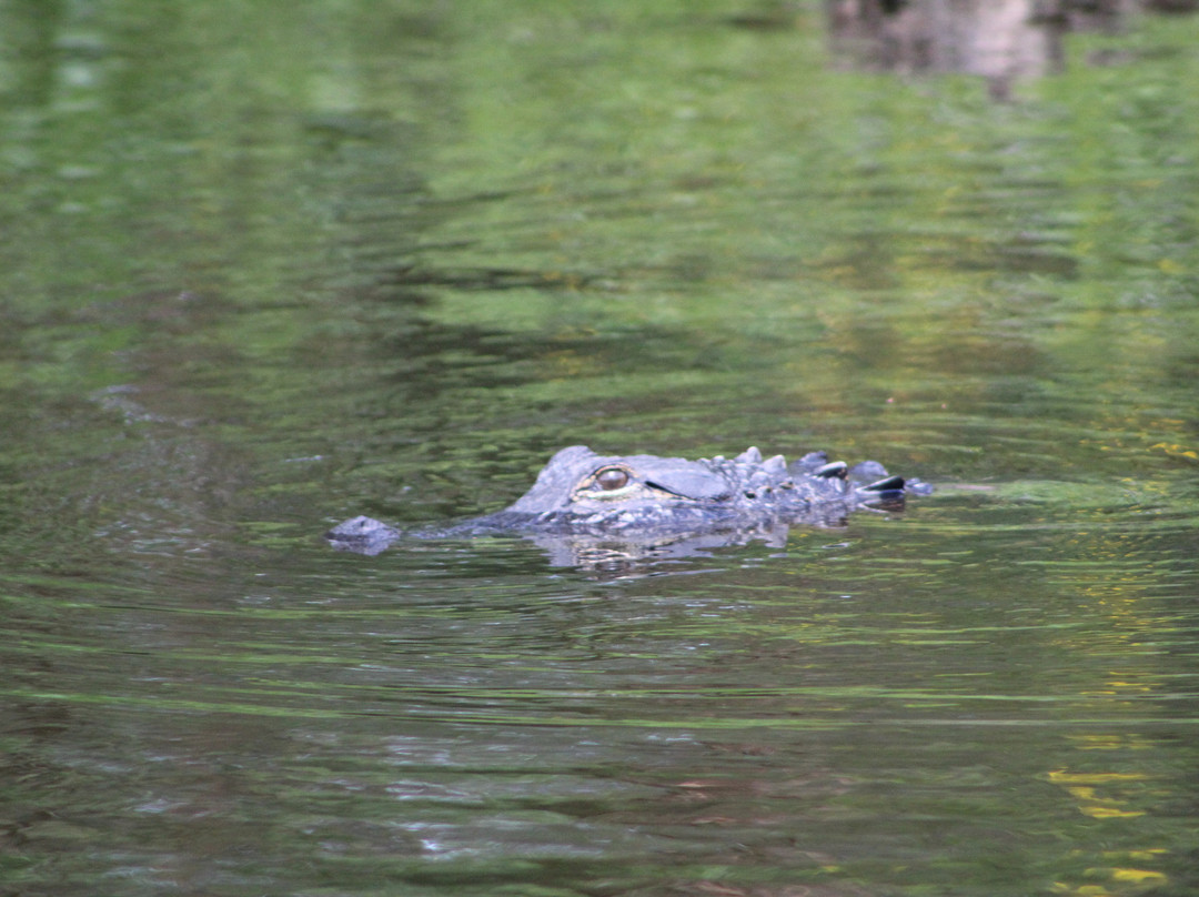 Peace River Boat Tours-阿卡迪亚必去景点