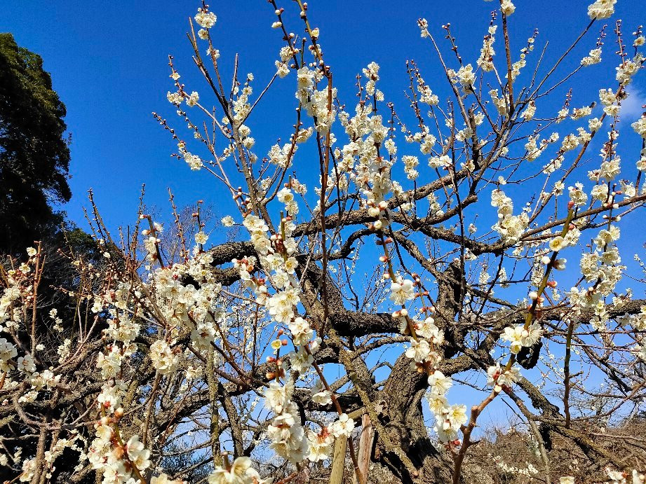 Mito Plum Festival-水户市必去景点